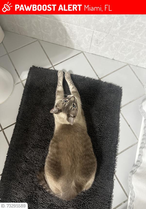 Lost Male Cat last seen Pine Lake Elementary, Miami, FL 33157