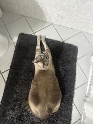 Lost Male Cat last seen Pine Lake Elementary, Miami, FL 33157