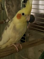 Lost Male Bird last seen Castroville, Monterey County, CA 95012