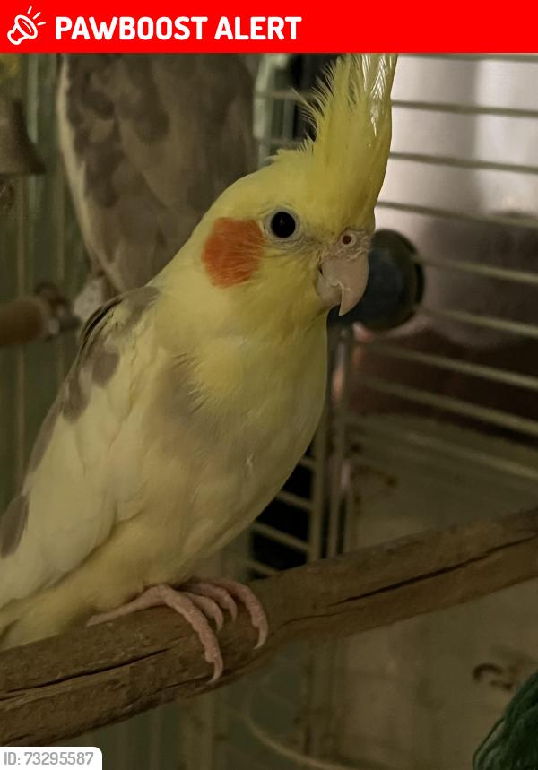 Lost Male Bird last seen Castroville, Monterey County, CA 95012