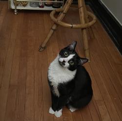 Lost Male Cat last seen Near east magnolia, intersecting with south first street. A block away from Mag Bar, Louisville, KY 40208