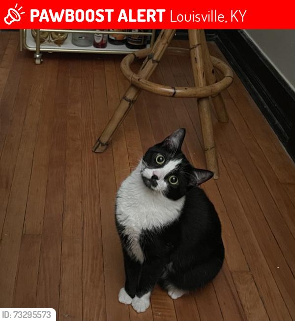 Lost Male Cat last seen Near east magnolia, intersecting with south first street. A block away from Mag Bar, Louisville, KY 40208