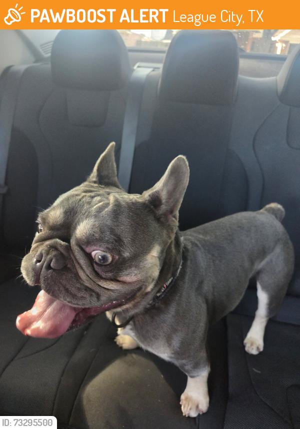 Found/Stray Male Dog last seen S Austin St & South Shore Blvd, League City, TX 77573