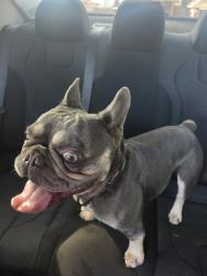 Found/Stray Male Dog last seen S Austin St & South Shore Blvd, League City, TX 77573