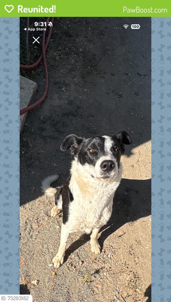 Reunited Male Dog last seen E. Murray Creek/Green Ranch Rd., Calaveras County, CA 95246