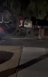 Lost Unknown Dog last seen Hill and 11th, Santa Monica, CA 90405