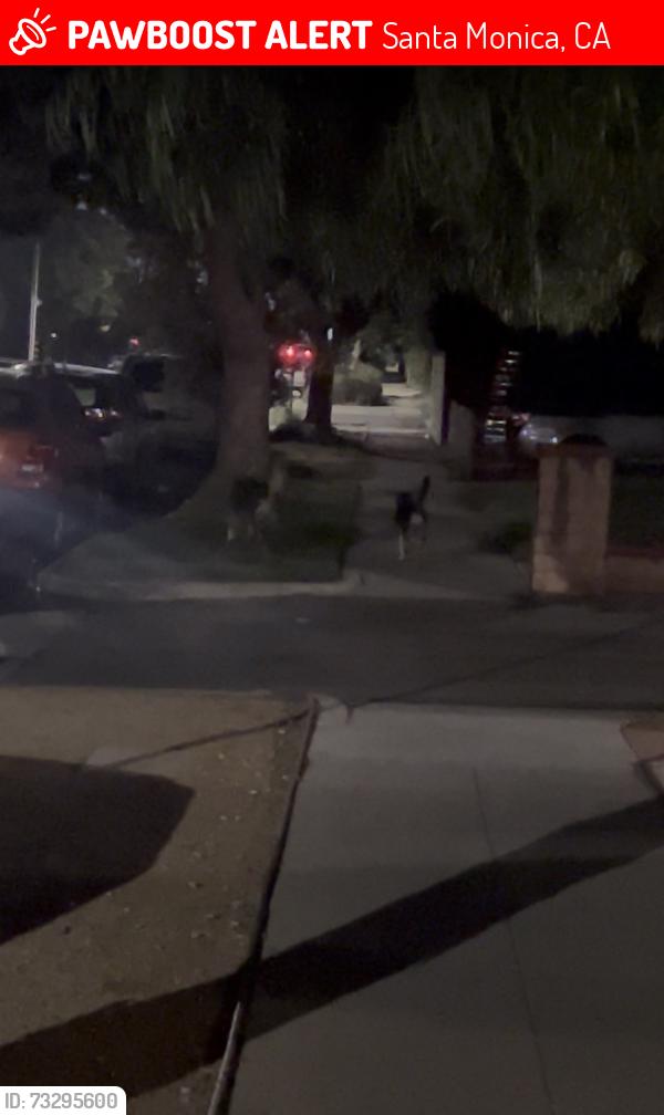Lost Unknown Dog last seen Hill and 11th, Santa Monica, CA 90405