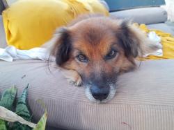Lost Male Dog last seen Perto da rua Pinheiros, subindo a rua da igreja católica a terceira esquerda, Centro (Caucaia do Alto), SP 06727-240