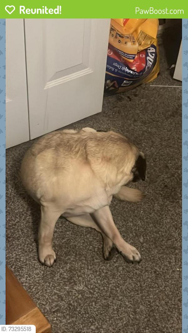 Reunited Male Dog last seen Near s Carson street, Aurora, CO 80012