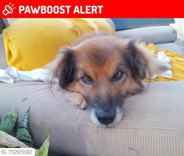 Lost Male Dog last seen Perto da rua Pinheiros, subindo a rua da igreja católica a terceira esquerda, Centro (Caucaia do Alto), SP 06727-240