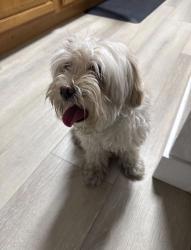 Reunited Female Dog last seen Bluffs Dr, Henderson, NV 89014, USA, Henderson, NV 89014