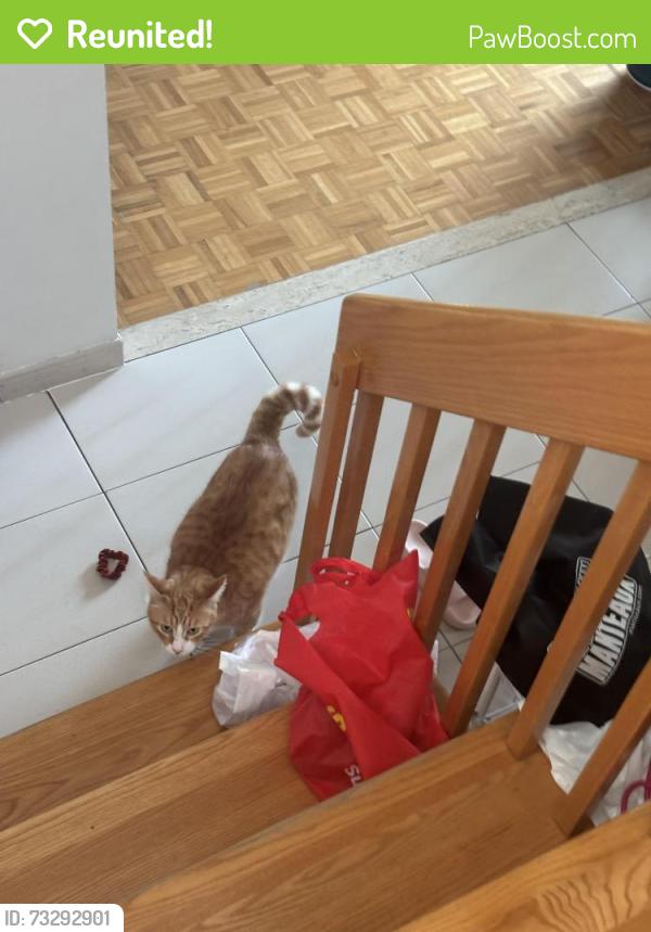 Reunited Male Cat last seen 28e avenue, Montréal, QC 