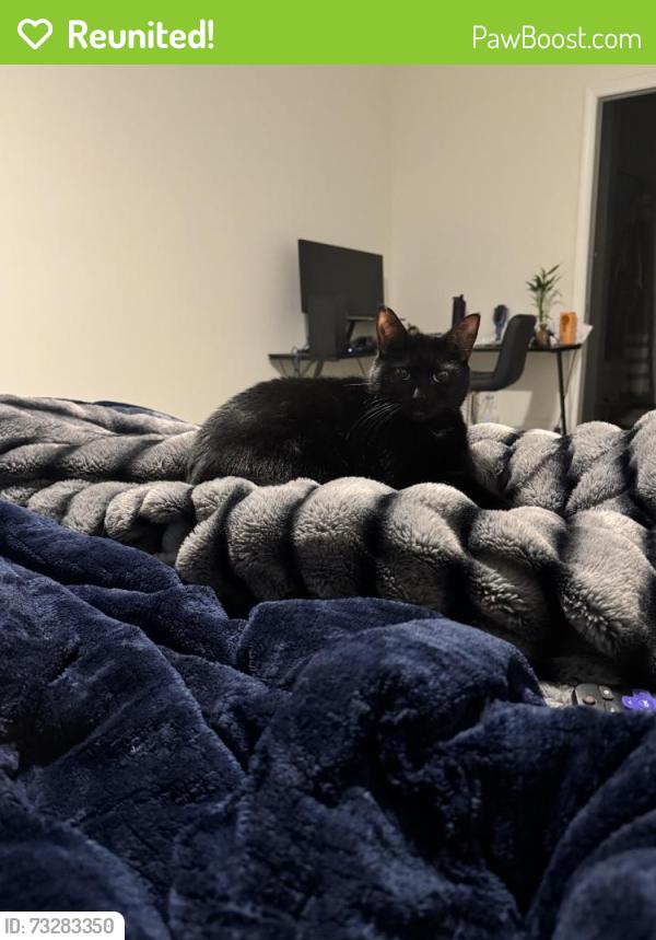 Reunited Female Cat last seen Near topwater dr, clayton, north carolina, 27527, Clayton, NC 27527