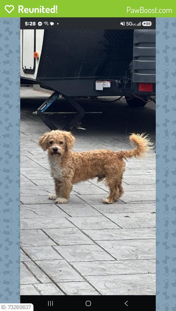 Reunited Male Dog last seen I Street and Broadway Ave in Chula Vista. Close to Walgreens and Discount Tires, Chula Vista, CA 91910