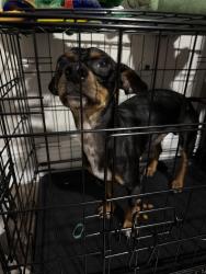 Found/Stray Male Dog last seen Liberty square trail & Trammel - Fresno Rd, Fresno, TX 77545
