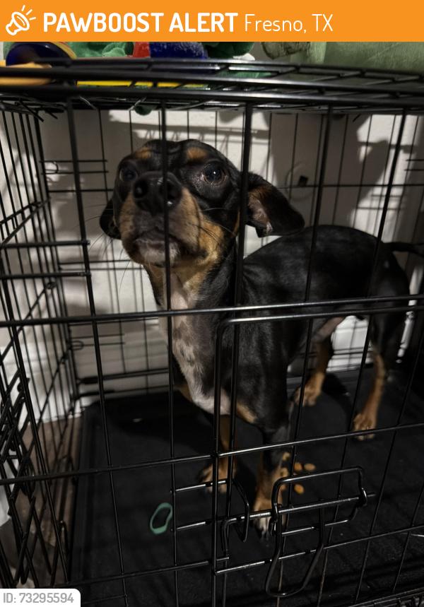 Found/Stray Male Dog last seen Liberty square trail & Trammel - Fresno Rd, Fresno, TX 77545