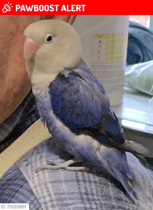 Lost Unknown Bird last seen Baldwin Rd, Parsippany-Troy Hills, NJ 07054