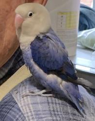 Lost Unknown Bird last seen Baldwin Rd, Parsippany-Troy Hills, NJ 07054