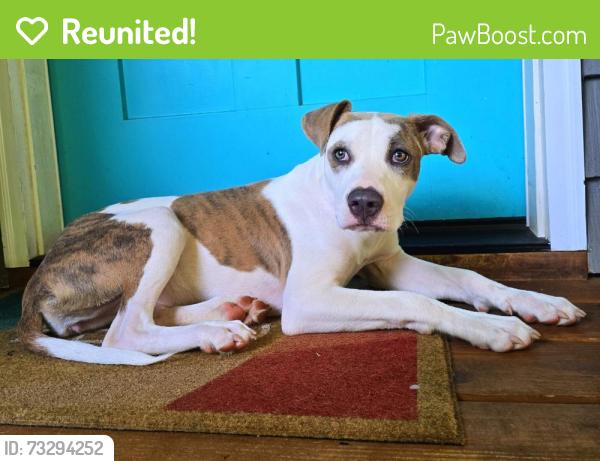 Reunited Female Dog last seen Near Barley Creek Court, Auburn, Ga, Auburn, GA 30011