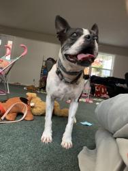 Reunited Male Dog last seen Sandy lake, Sandy Lake, PA 16145