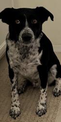 Reunited Male Dog last seen Southern and Coors, Rio Rancho, NM 87124