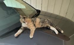 Lost Female Cat last seen Tiffany Nicole Lane, Lexington, TN 38351
