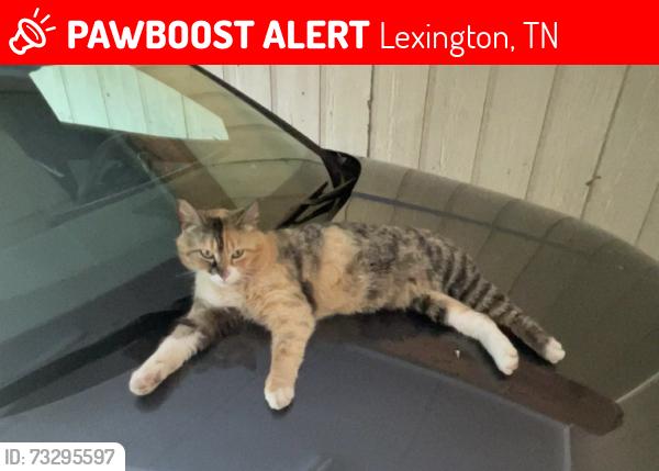 Lost Female Cat last seen Tiffany Nicole Lane, Lexington, TN 38351