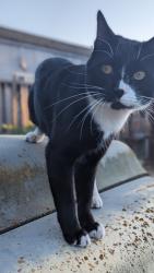 Reunited Male Cat last seen Wyrick Ave & Bercaw Ln, San Jose, CA 95124