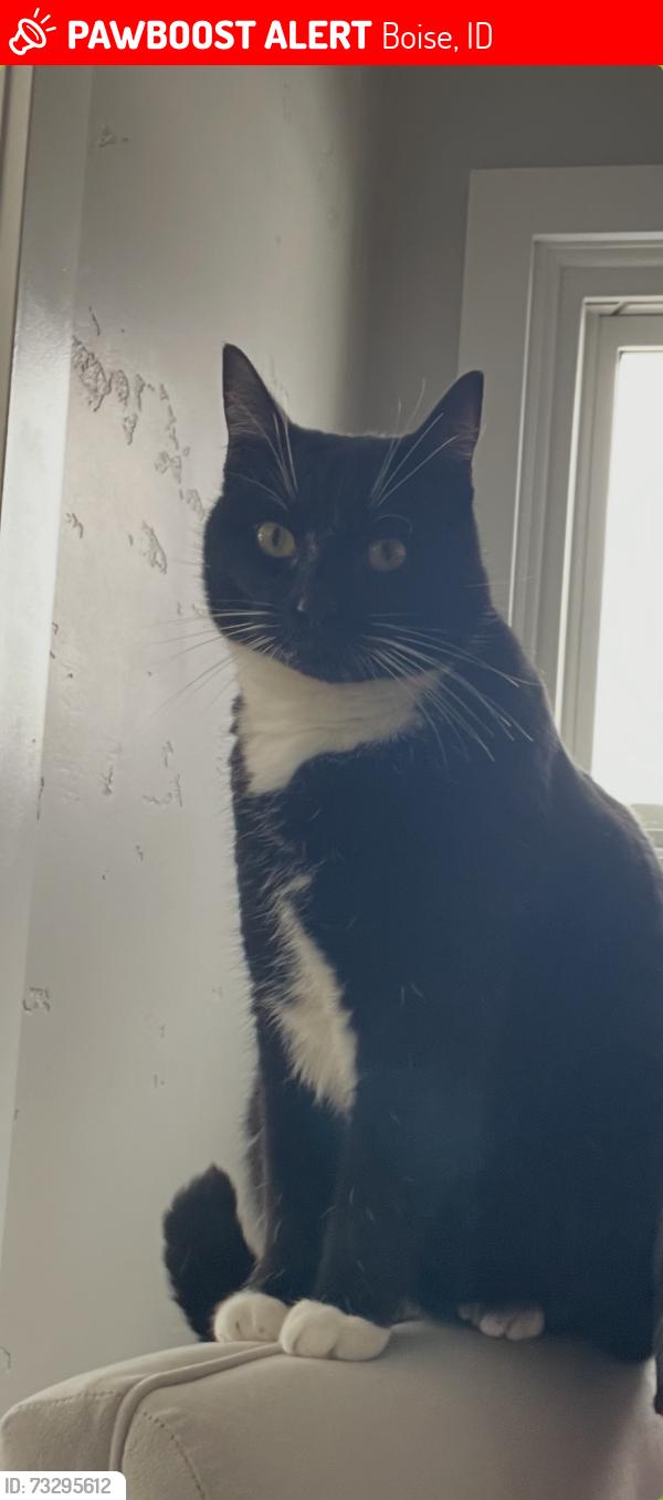Lost Male Cat last seen Ridenbaugh & 12th, Boise, ID 83702