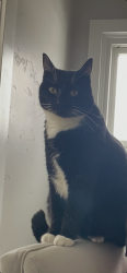 Lost Male Cat last seen Ridenbaugh & 12th, Boise, ID 83702