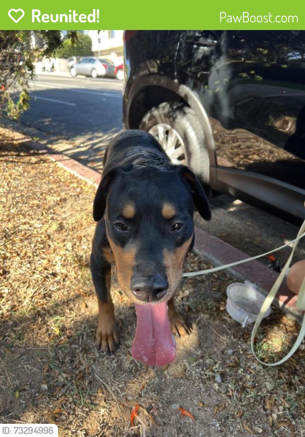 Reunited Male Dog last seen Near swift ave, San Diego, CA 92104