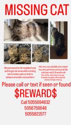 Lost Male Cat last seen Utah st southeast between Trumbull st and southern southeast, Albuquerque, NM 87108