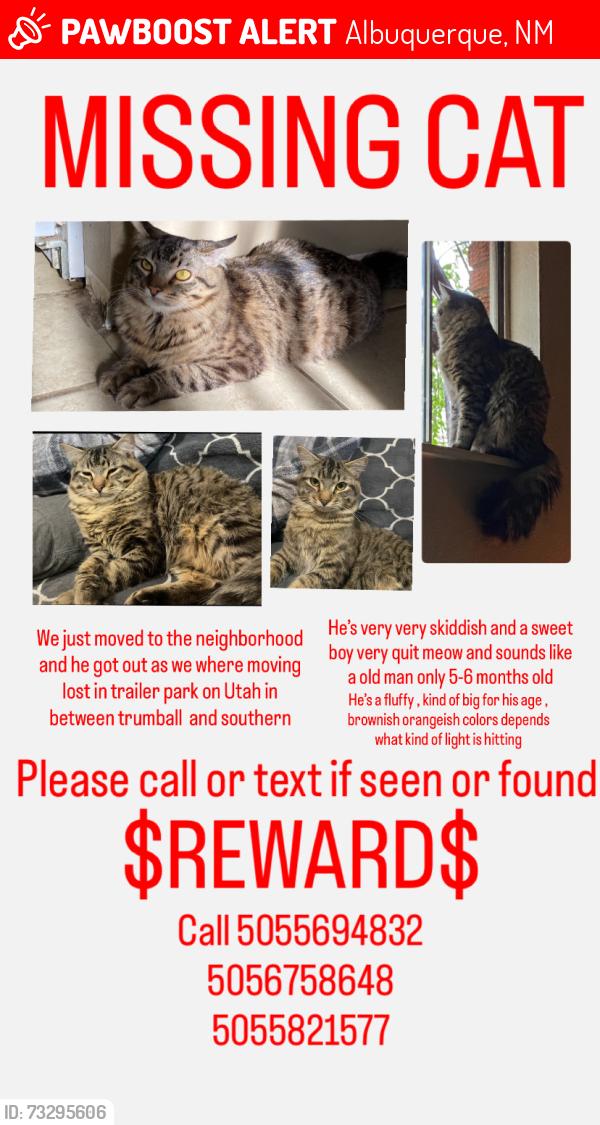 Lost Male Cat last seen Utah st southeast between Trumbull st and southern southeast, Albuquerque, NM 87108
