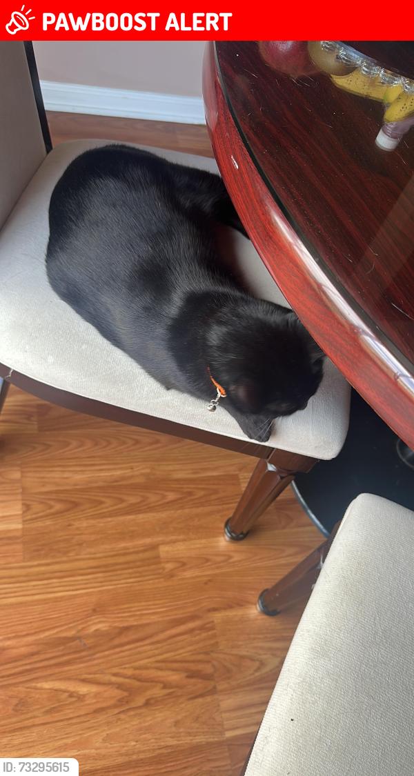 Lost Male Cat last seen Near wythe rd eht nj 08234, Egg Harbor Township, NJ 08234