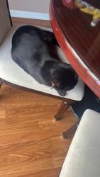 Lost Male Cat last seen Near wythe rd eht nj 08234, Egg Harbor Township, NJ 08234