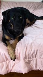 Reunited Male Dog last seen Near State Hwy 121, The Colony, TX 75056, USA, The Colony, TX 75056