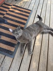 Found/Stray Male Cat last seen Belmont Pl E and Bellevue Pl E, Seattle, WA 98102
