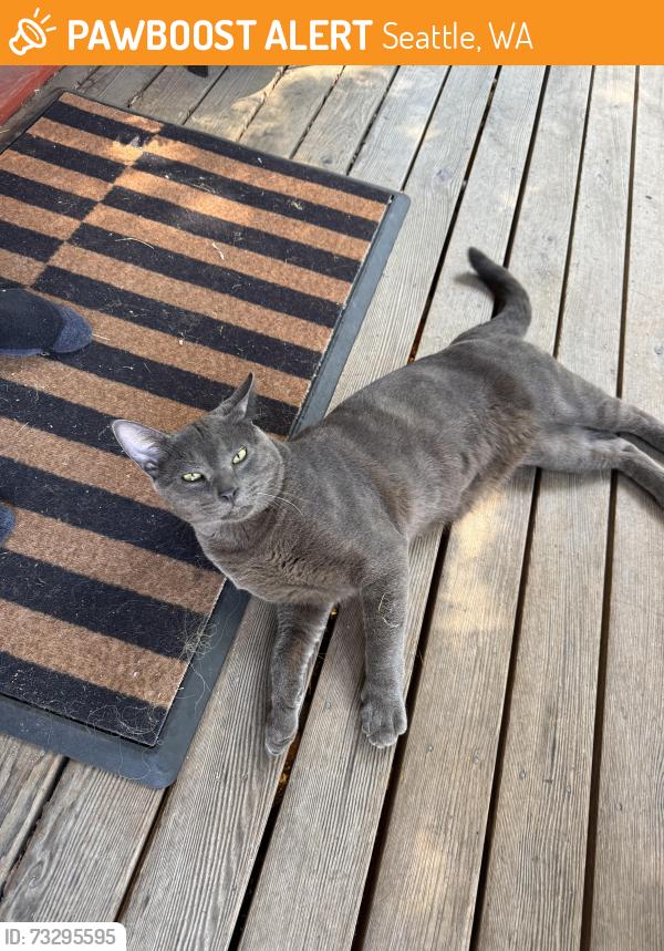 Found/Stray Male Cat last seen Belmont Pl E and Bellevue Pl E, Seattle, WA 98102