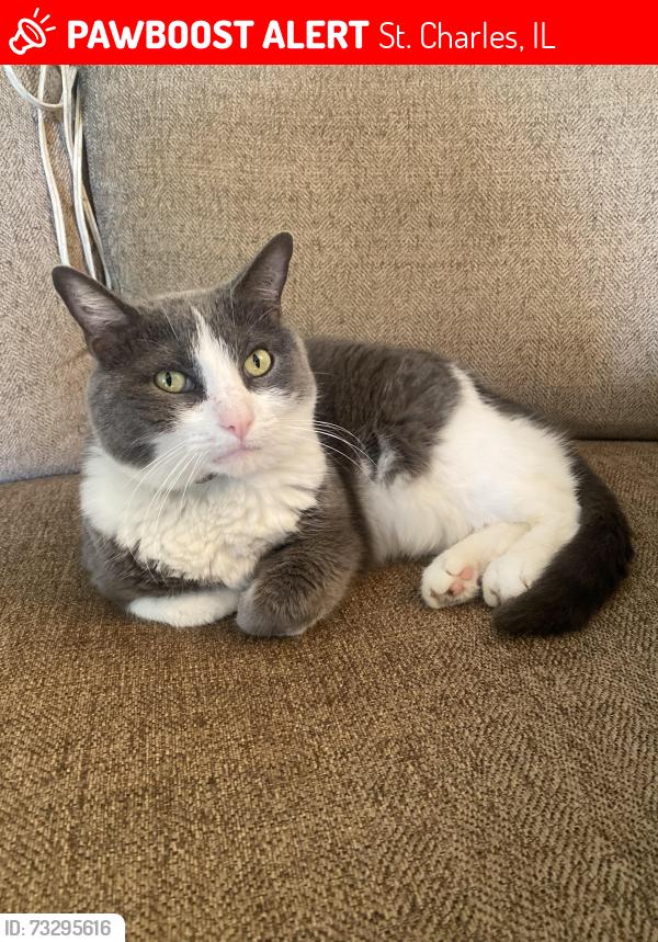 Lost Female Cat last seen 13th Ave & Adams Ave, St. Charles, IL 60174