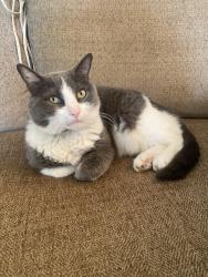 Lost Female Cat last seen 13th Ave & Adams Ave, St. Charles, IL 60174