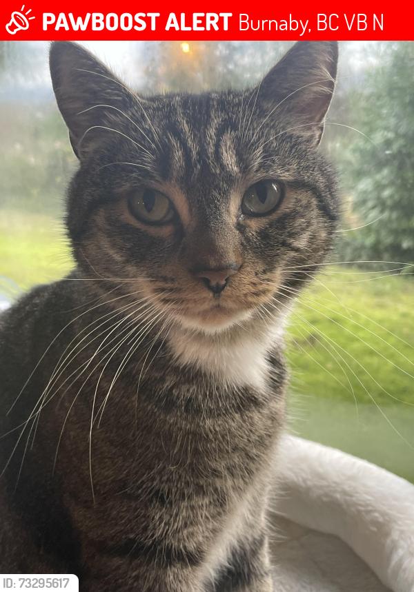 Lost Male Cat last seen Near empire drive, Burnaby, BC V5B 1N1