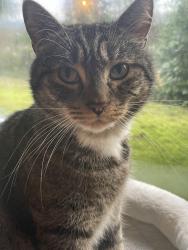 Lost Male Cat last seen Near empire drive, Burnaby, BC V5B 1N1