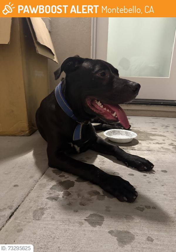 Found/Stray Male Dog last seen Walkut ter and Monarch, Montebello, CA 90640
