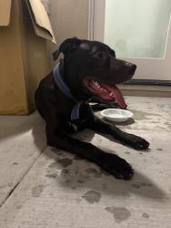 Found/Stray Male Dog last seen Walkut ter and Monarch, Montebello, CA 90640