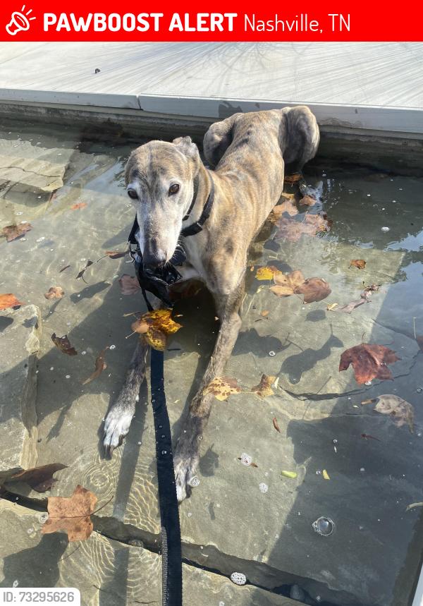 Lost Male Dog last seen 10th ave north and Phillips, Nashville, TN 37208