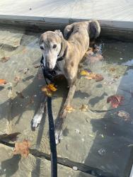 Lost Male Dog last seen 10th ave north and Phillips, Nashville, TN 37208