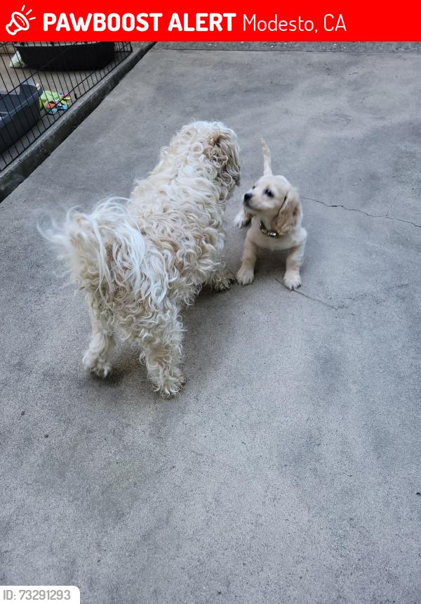 Lost Male Dog last seen Tully and Madrone, Modesto, CA 95350