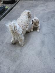 Lost Male Dog last seen Tully and Madrone, Modesto, CA 95350