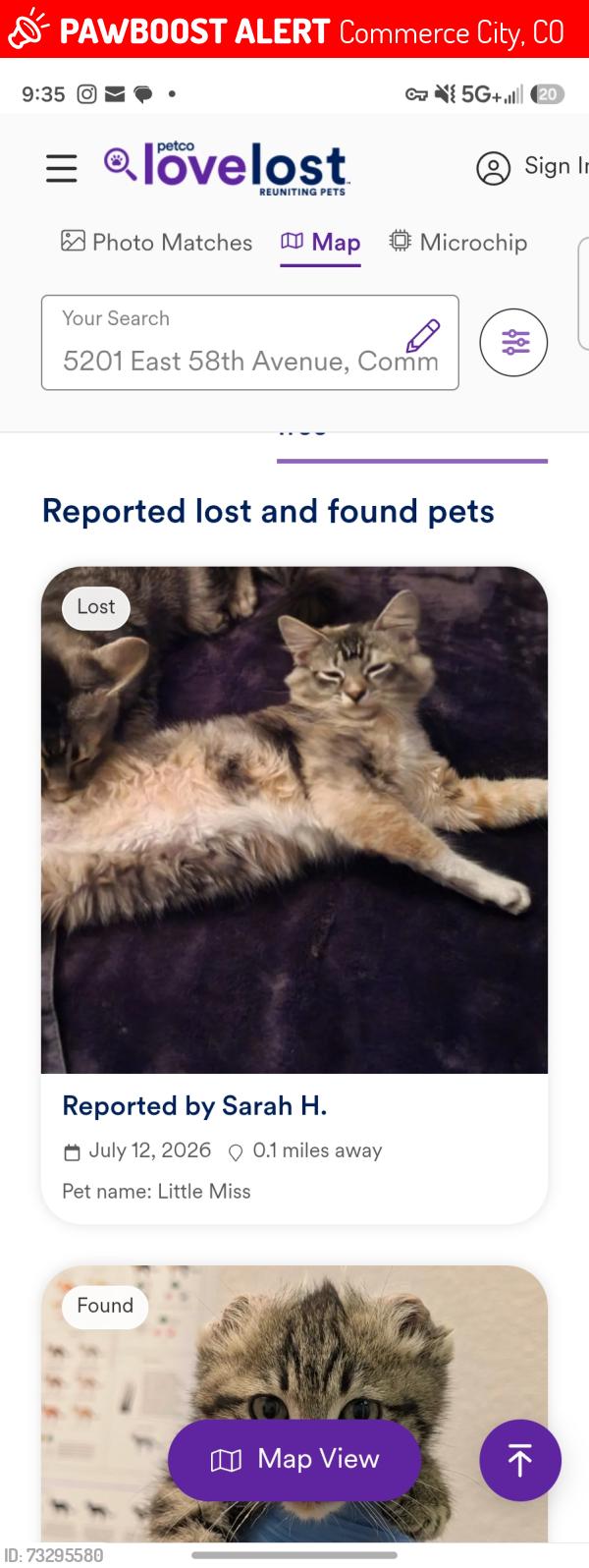 Lost Female Cat last seen Near kearney st, Commerce City, CO 80022
