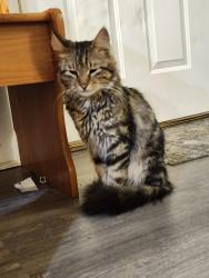 Reunited Male Cat last seen Cornfields at the end of N church st, Green Valley, IL 61534